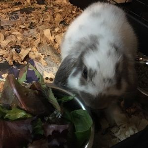 Meet your Posher, Laurie